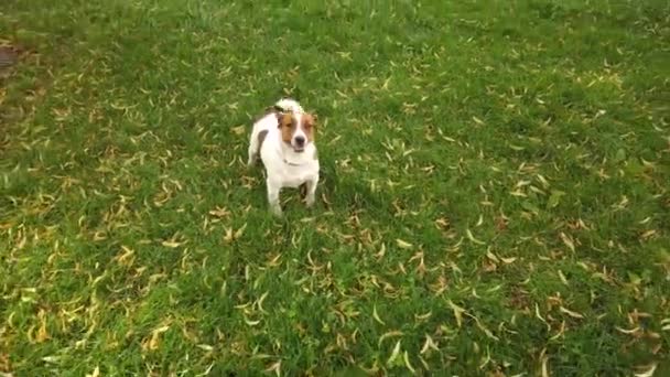 Happy terrier puppy buiten — Stockvideo