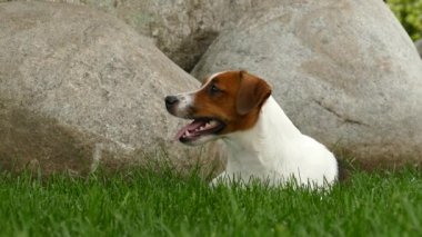 Mutlu teriyer köpek yavrusu parkta