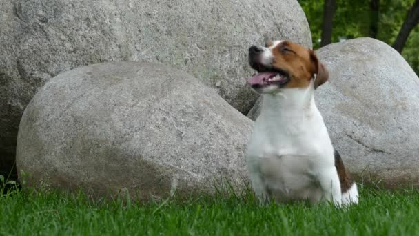 Happy terrier puppy outdoors in park — Stock Video