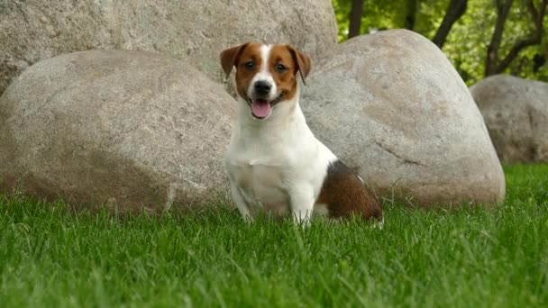 Boldog terrier kiskutya a szabadban a parkban — Stock videók