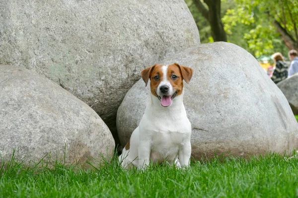 Filhote de cachorro terrier feliz ao ar livre no parque — Fotografia de Stock