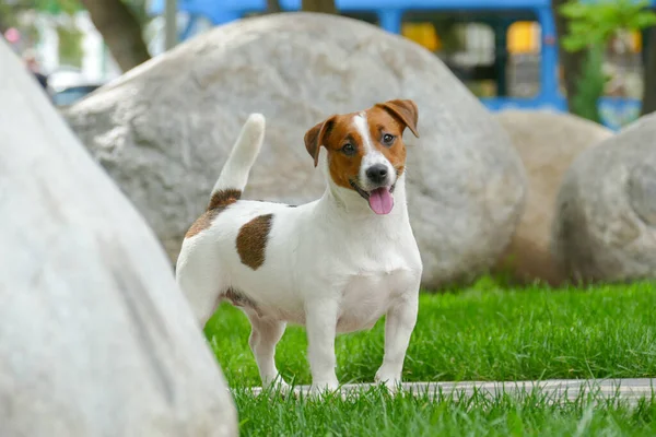 Mutlu teriyer köpek yavrusu parkta — Stok fotoğraf