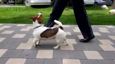 Mutlu Terrier köpeği parkta oynuyor.