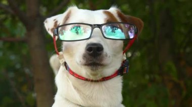 Moda gözlüklü küçük köpek.