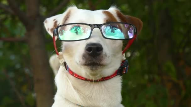 Perro pequeño en gafas de moda — Vídeo de stock