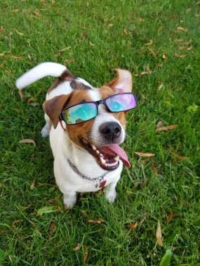Moda gözlüklü küçük köpek.