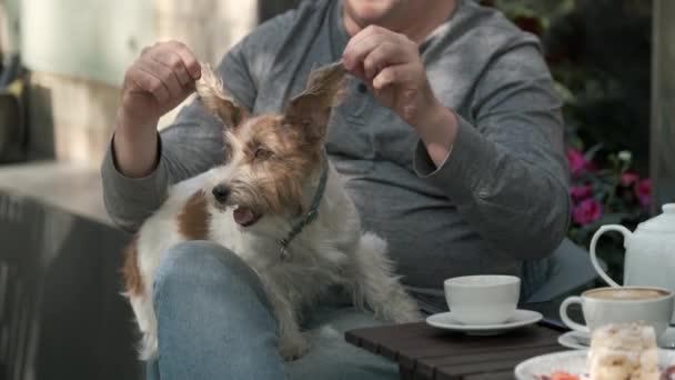 Ember játszik a kis kutya fekszik az ölében — Stock videók