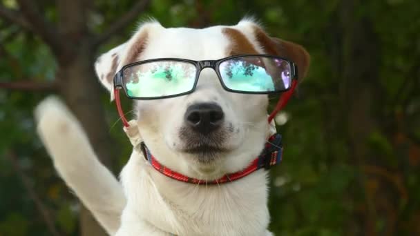 Little dog in fashionable glasses — Stock Video