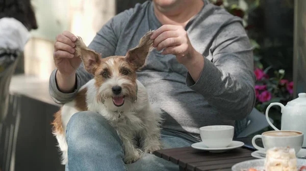 Man speelt met kleine hond liggend in zijn schoot — Stockfoto