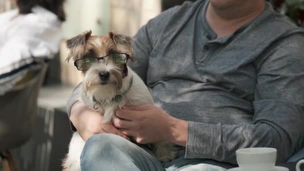 Hombre acariciando a un pequeño perro acostado en su regazo — Vídeo de stock