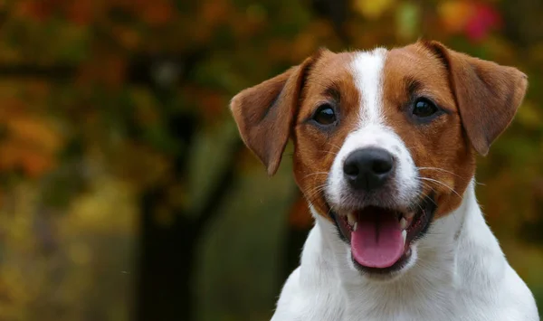 Gyönyörű terrier kiskutya a szabadban a parkban — Stock Fotó