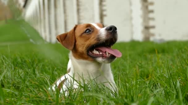 Όμορφη terrier κουτάβι σε εξωτερικούς χώρους στο πάρκο — Αρχείο Βίντεο