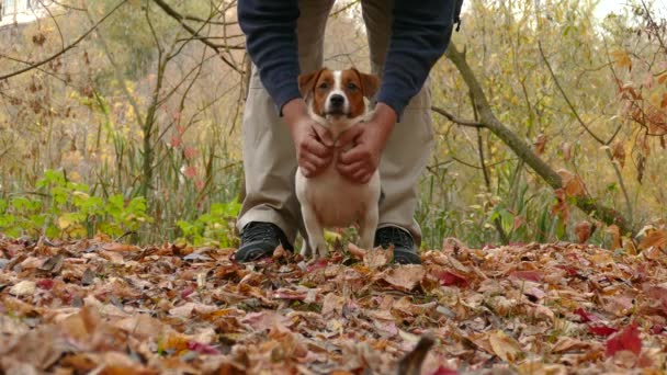 Happy Terrier szczeniak gra na świeżym powietrzu w parku — Wideo stockowe