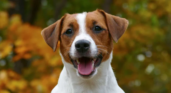 Όμορφη terrier κουτάβι σε εξωτερικούς χώρους στο πάρκο — Φωτογραφία Αρχείου