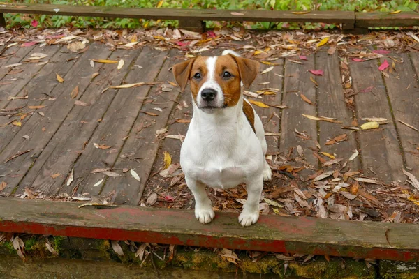 Piękny terrier szczeniak na zewnątrz w parku — Zdjęcie stockowe