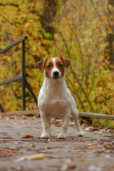 Schöne Terrier-Welpen im Freien im Park — Stockfoto