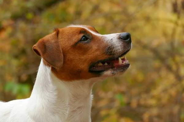 Piękny terrier szczeniak na zewnątrz w parku — Zdjęcie stockowe