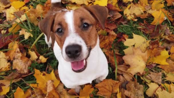 Piękny terrier szczeniak na zewnątrz w parku — Wideo stockowe