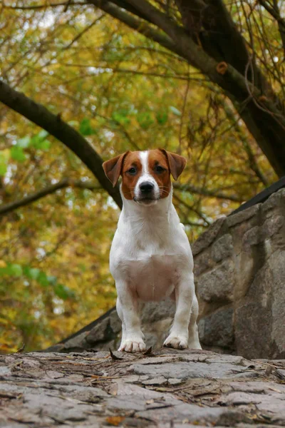 Bonito cachorro terrier ao ar livre no parque — Fotografia de Stock