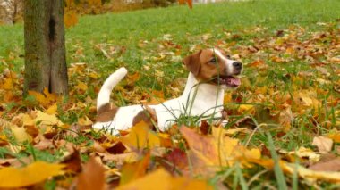 Parktaki güzel teriyer köpek yavrusu.
