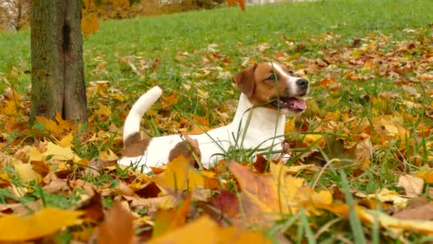 Smuk terrier hvalp udendørs i parken – Stock-video