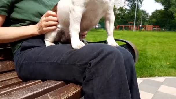 Woman holding a small dog on her lap — Stock Video