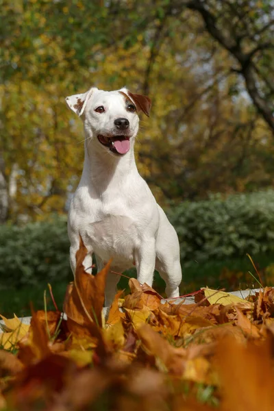 Terrier in a hunting stance with a raised paw — Stock Photo, Image