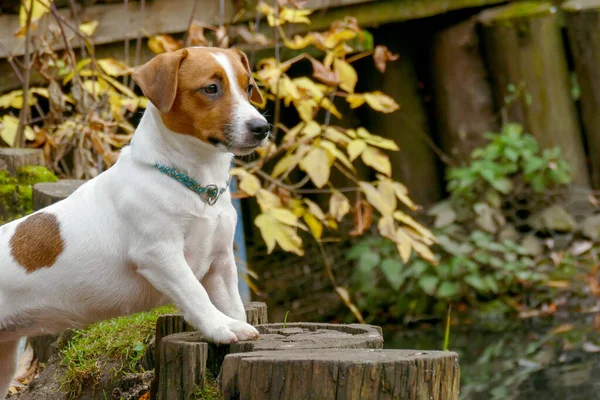 Hermoso perrito terrier al aire libre en el parque — Foto de Stock