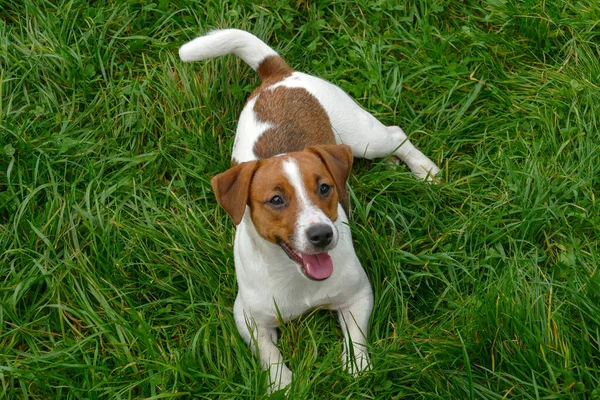 Mooie terriër puppy buiten in park — Stockfoto