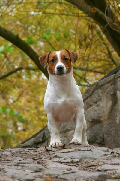 Piękny terrier szczeniak na zewnątrz w parku — Zdjęcie stockowe