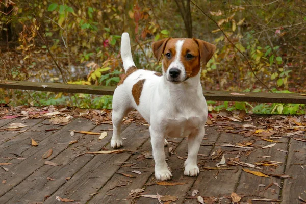 Hermoso perrito terrier al aire libre en el parque — Foto de Stock