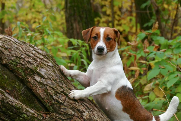 Cachorro curioso se para en un árbol talado —  Fotos de Stock