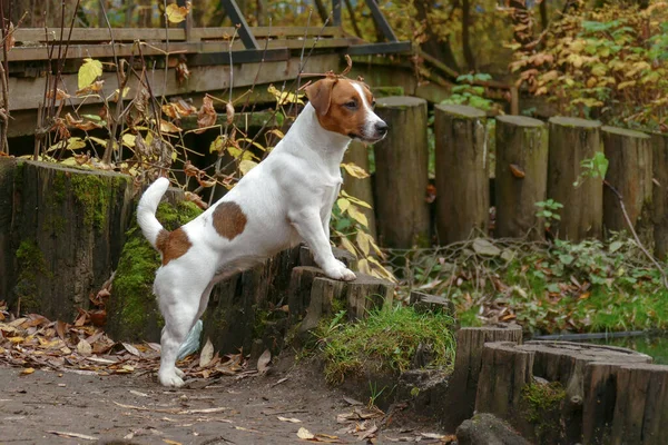 Curieux chiot se tient sur un arbre abattu — Photo