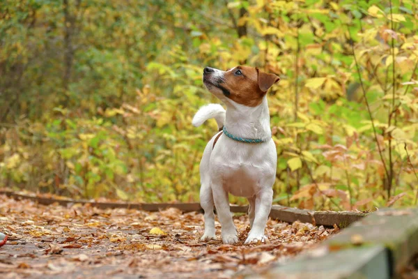 Hermoso perrito terrier al aire libre en el parque — Foto de Stock
