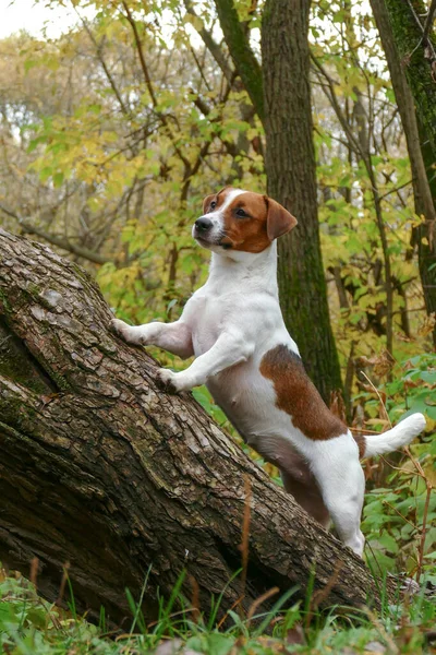 Meraklı köpek yavrusu devrilmiş bir ağaçta duruyor — Stok fotoğraf