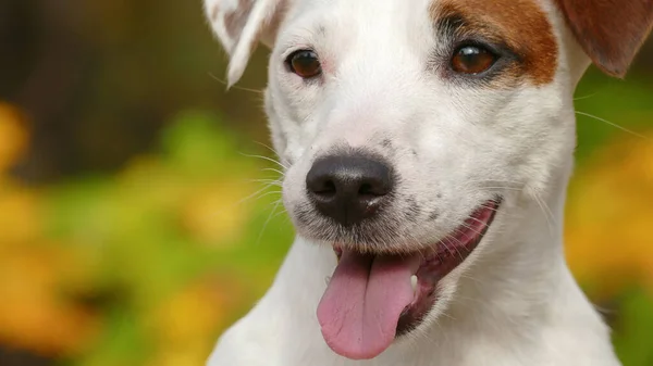 Gyönyörű őszi terrier kiskutya a szabadban a parkban — Stock Fotó