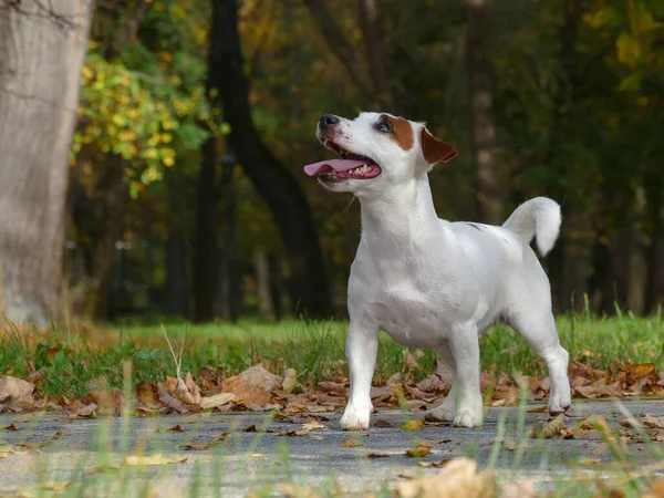 Terrier in una posizione di caccia — Foto Stock