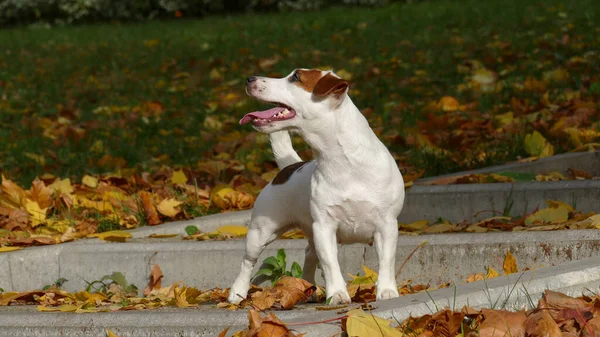 Terrier em uma posição de caça — Fotografia de Stock