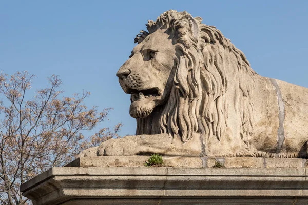 Lew kamień statua ustanawia na jego cokole — Zdjęcie stockowe