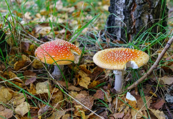 Amanita cogumelo venenoso Dois toadstools manchados Voar Agaric, vermelho e branco — Fotografia de Stock