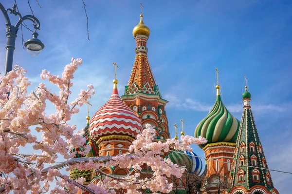 Bella vista sulla Cattedrale di San Basilio. La fioritura di Sakura a Mosca. stagione primaverile. Russia, la primavera del Cremlino Mosca — Foto Stock