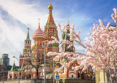 beautiful view of St. Basils Cathedral. The bloom of Sakura in Moscow. spring season. Russia, the Kremlin Moscow spring clipart