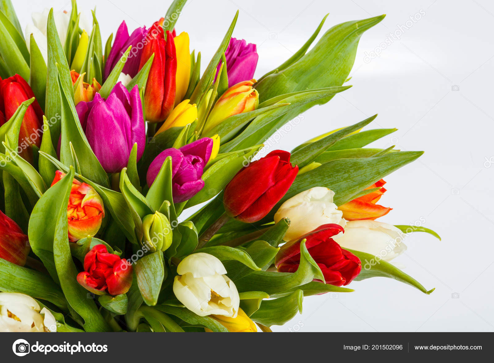 Mixed цветы фото Mixed цветы фото