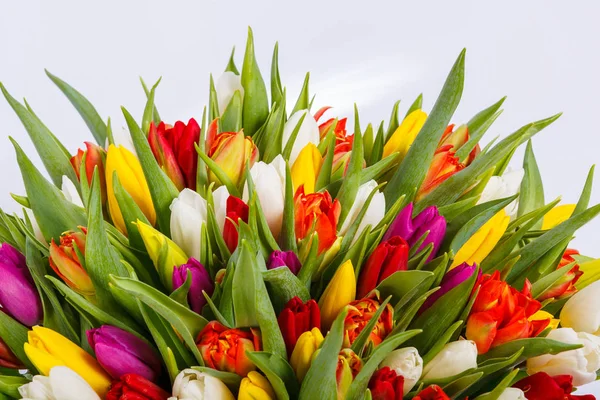 Mix Spring Tulips Flowers Grey Wall — Stock Photo, Image