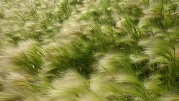 Green field close up of barley blowing in the wind — Stok Video