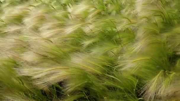 Groene weide close up van gerst waait in de wind — Stockvideo