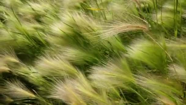 Зелене поле крупним планом ячмінь, що дме на вітрі — стокове відео