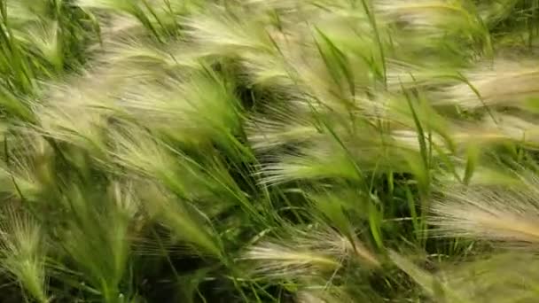 Grüne Wiese aus der Nähe von Gerste, die im Wind weht — Stockvideo