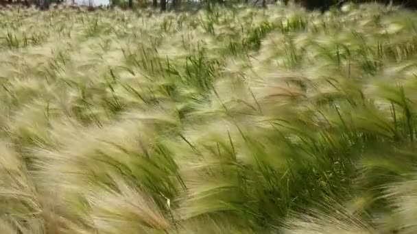 Green field close up of barley blowing in the wind — Stok Video