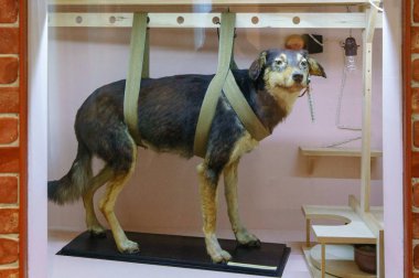 Ryazan, Russia - August 19, 2018: Stuffed dogs in Pavlov museum. Pavlovs experiments with dogs demonstrated that our behavior can be changed using conditioning clipart